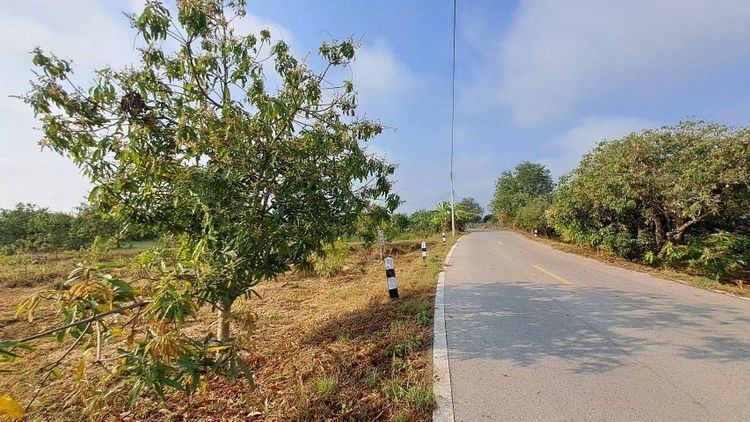 ไม่ใช่ ขายสวนมะม่วงติดถนนลาดยาง เหมาะทำบ้านสวน  สวนเกษตร น้ำไฟพร้อม รูปที่ 2