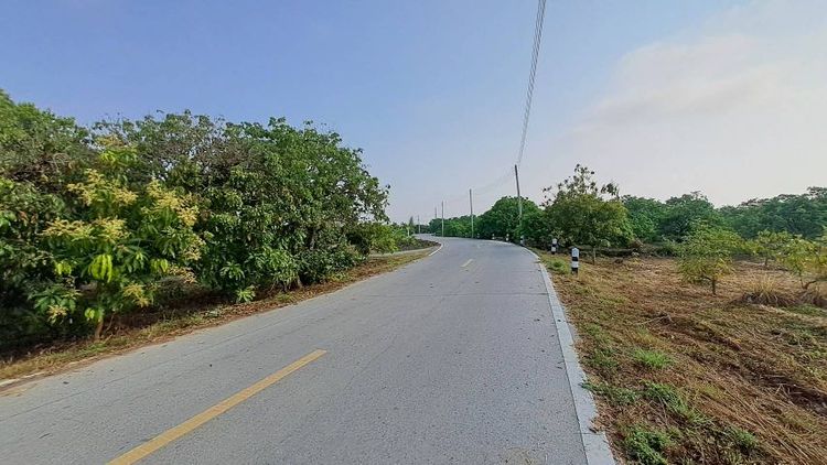 ไม่ใช่ ขายสวนมะม่วงติดถนนลาดยาง เหมาะทำบ้านสวน  สวนเกษตร น้ำไฟพร้อม รูปที่ 3