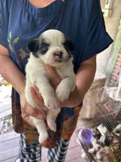 ขายชิวาวาขนยาวพ่อขุนเจ้าแม่ขนยาวพันธุ์แท้ตัวผู้อายุ 30 วัน