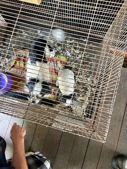 ขายชิวาวาขนยาวพ่อขุนเจ้าแม่ขนยาวพันธุ์แท้ตัวผู้อายุ 30 วัน รูปที่ 6