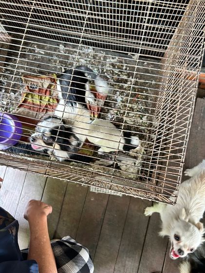 ขายชิวาวาขนยาวหน้าสั้นไซด์เล็กตัวผู้อายุ 30 วันพ่อขนยาวแม่ขนยาวตัวละ 2500 บาท รูปที่ 3