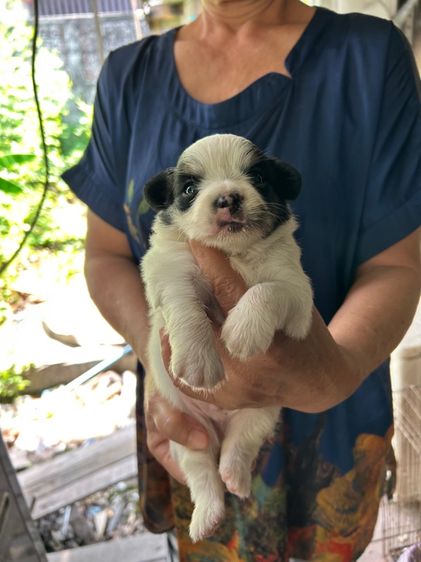 ขายชิวาวาขนยาวหน้าสั้นไซด์เล็กตัวผู้อายุ 30 วันพ่อขนยาวแม่ขนยาวตัวละ 2500 บาท รูปที่ 5