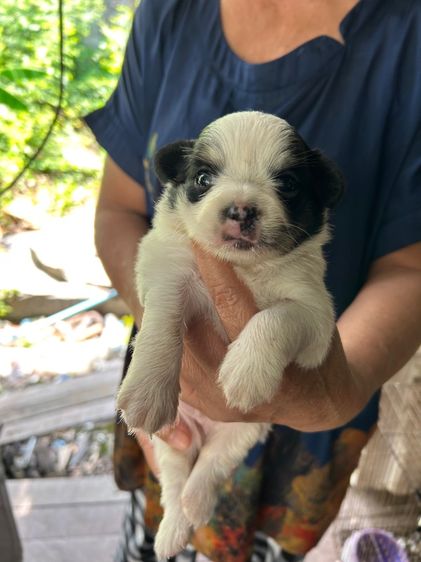 ชิวาวา (Chihuahua) ขายชิวาวาขนยาวหน้าสั้นไซด์เล็กตัวผู้อายุ 30 วันพ่อขนยาวแม่ขนยาวตัวละ 2500 บาท