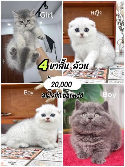 แมวมันช์กิ้น ขาสั้น