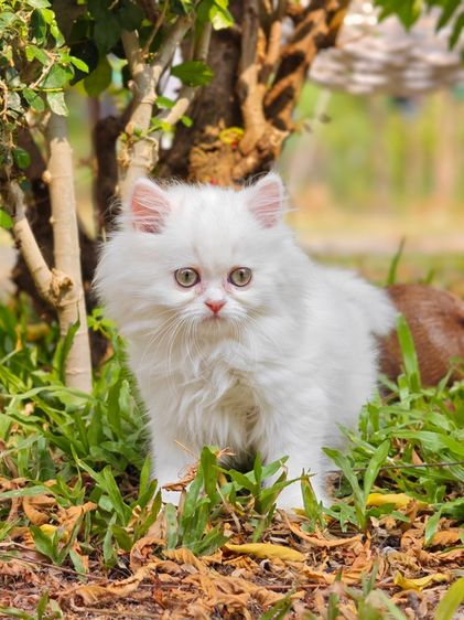 เเมวเปอร์เซียร์ รูปที่ 4