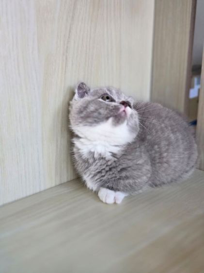 มันช์กิ้นดช รูปที่ 5