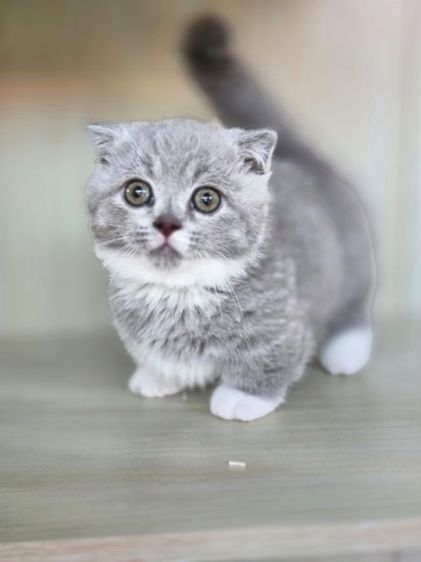 มันช์กิ้นดช รูปที่ 6