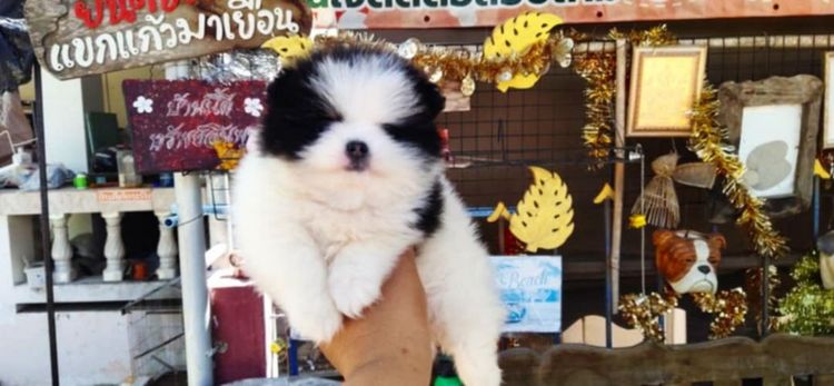 ปอมหน้าหมีเด็กชาย รูปที่ 5