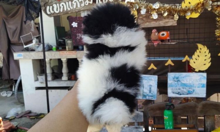 ปอมหน้าหมีเด็กชาย รูปที่ 6