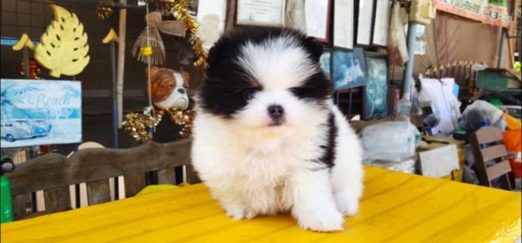 ปอมหน้าหมีเด็กชาย