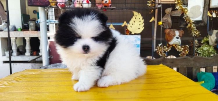 ปอมหน้าหมีเด็กชาย รูปที่ 3