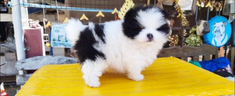 ปอมหน้าหมีเด็กชาย รูปที่ 2