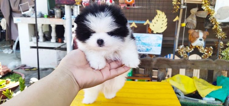 ปอมหน้าหมีเด็กชาย รูปที่ 4