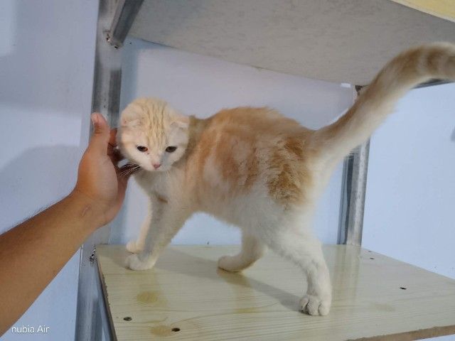 สก๊อตติชลดประชากรด่วนครับ