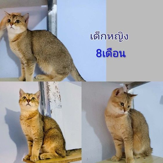 สก๊อตติชลดประชากรด่วนครับ รูปที่ 3