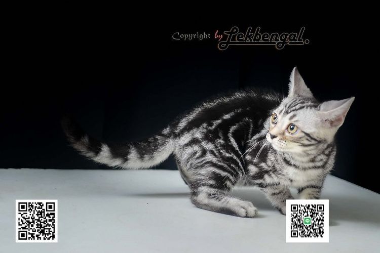 ลูกแมวสุดสวยตัวสุดท้ายของคอก อเมริกันชอตแฮร์พันธุ์แท้ สีซิลเวอร์ เพศเมีย อายุ 2 เดือนเศษ สีเข้ม วัคซีนแล้ว รูปที่ 6