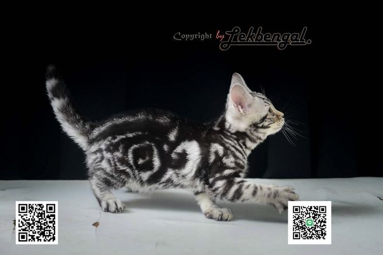 ลูกแมวสุดสวยตัวสุดท้ายของคอก อเมริกันชอตแฮร์พันธุ์แท้ สีซิลเวอร์ เพศเมีย อายุ 2 เดือนเศษ สีเข้ม วัคซีนแล้ว รูปที่ 13