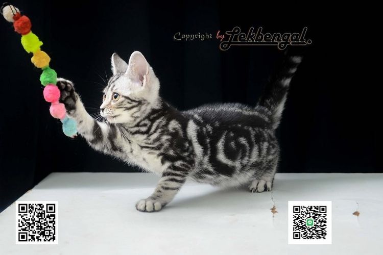 ลูกแมวสุดสวยตัวสุดท้ายของคอก อเมริกันชอตแฮร์พันธุ์แท้ สีซิลเวอร์ เพศเมีย อายุ 2 เดือนเศษ สีเข้ม วัคซีนแล้ว
