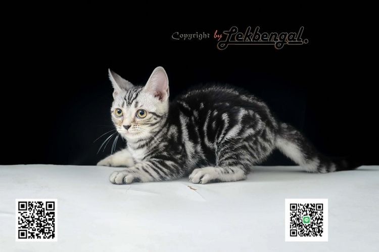 ลูกแมวสุดสวยตัวสุดท้ายของคอก อเมริกันชอตแฮร์พันธุ์แท้ สีซิลเวอร์ เพศเมีย อายุ 2 เดือนเศษ สีเข้ม วัคซีนแล้ว รูปที่ 12