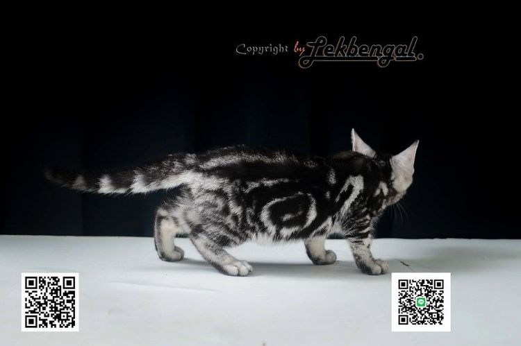 ลูกแมวสุดสวยตัวสุดท้ายของคอก อเมริกันชอตแฮร์พันธุ์แท้ สีซิลเวอร์ เพศเมีย อายุ 2 เดือนเศษ สีเข้ม วัคซีนแล้ว รูปที่ 3