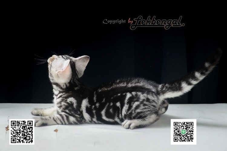 ลูกแมวสุดสวยตัวสุดท้ายของคอก อเมริกันชอตแฮร์พันธุ์แท้ สีซิลเวอร์ เพศเมีย อายุ 2 เดือนเศษ สีเข้ม วัคซีนแล้ว รูปที่ 10