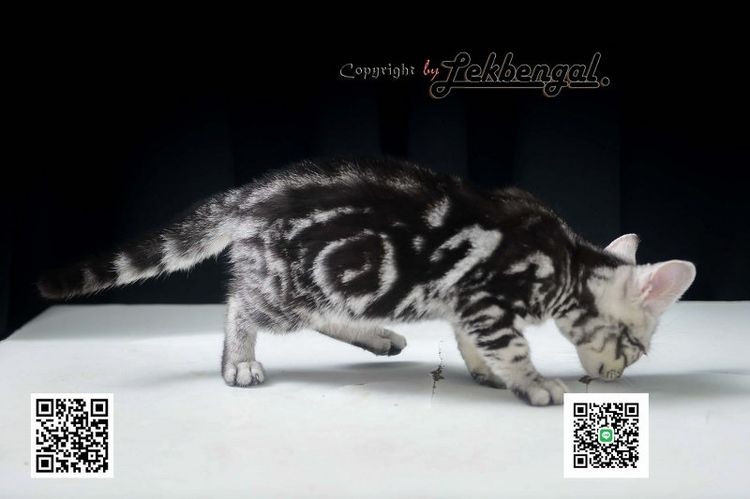 ลูกแมวสุดสวยตัวสุดท้ายของคอก อเมริกันชอตแฮร์พันธุ์แท้ สีซิลเวอร์ เพศเมีย อายุ 2 เดือนเศษ สีเข้ม วัคซีนแล้ว รูปที่ 2