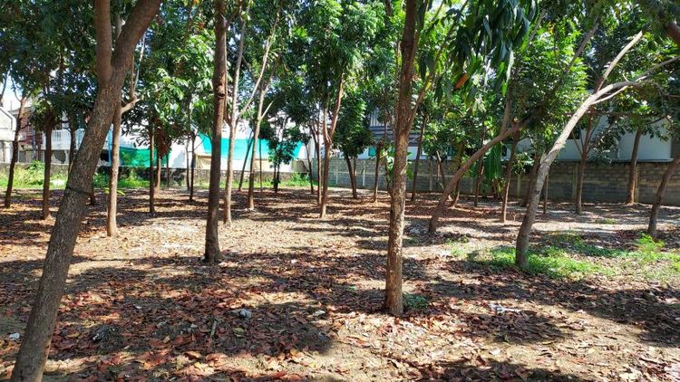 ต้นมะฮอกานี