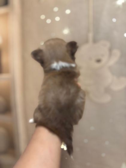 ขายชิวาวาวาขนยาวน่ารัก สายเลือดดี สีช็อค รูปที่ 5