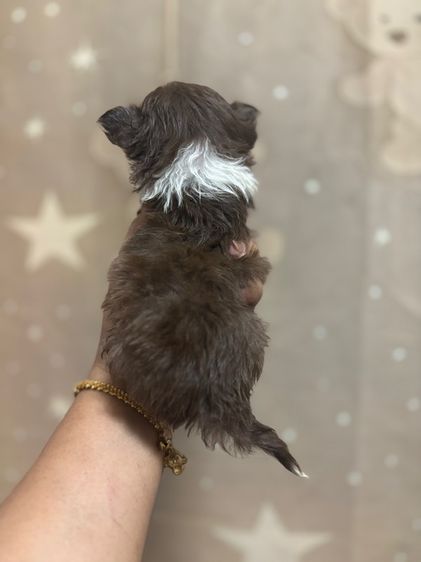 ขายชิวาวาวาขนยาวน่ารัก สายเลือดดี สีช็อค รูปที่ 2