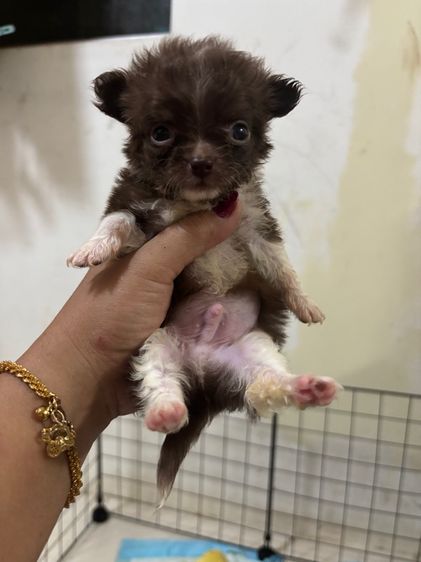 ขายชิวาวาวาขนยาวน่ารัก สายเลือดดี สีช็อค