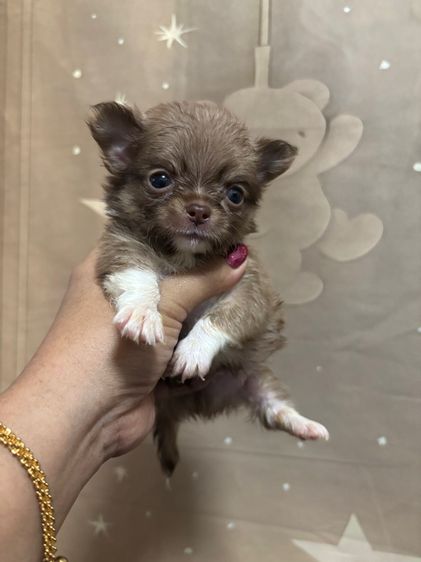 ขายชิวาวาวาขนยาวน่ารัก สายเลือดดี สีช็อค รูปที่ 6