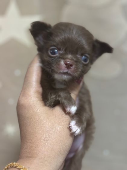 ขายชิวาวาขนยางสีช็อค มาร์สวย ไซด์ดล็กจิ๋ว รูปที่ 7