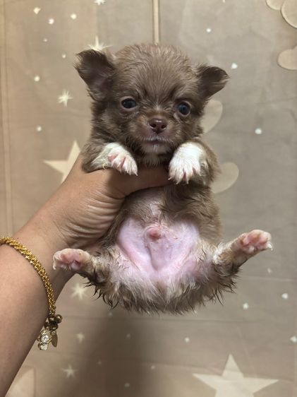 ขายชิวาวาขนยางสีช็อค มาร์สวย ไซด์ดล็กจิ๋ว รูปที่ 4