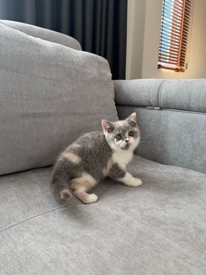 ดญ 3 สี บริติช รูปที่ 3