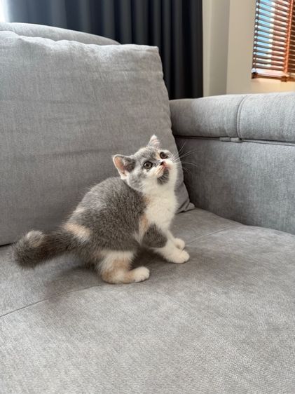 ดญ 3 สี บริติช