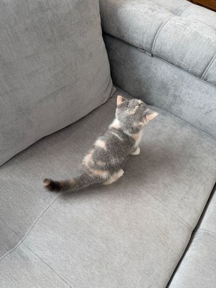 ดญ 3 สี บริติช รูปที่ 5