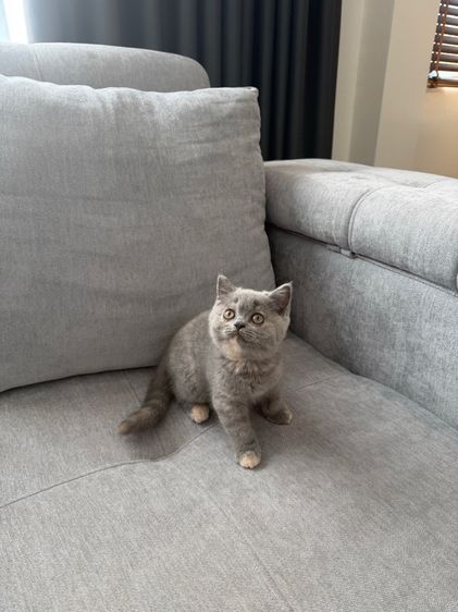 เด็กหญิงบลูตอตี้ รูปที่ 3