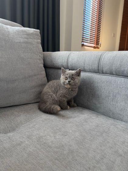 เด็กหญิงบลูตอตี้ รูปที่ 4