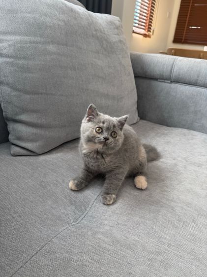 เด็กหญิงบลูตอตี้