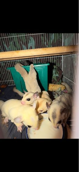 ชูก้า ไกรเดอร์ รูปที่ 3