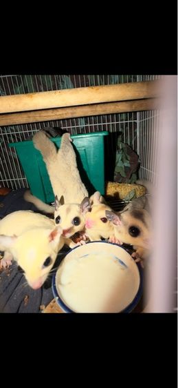 ชูก้า ไกรเดอร์ รูปที่ 2