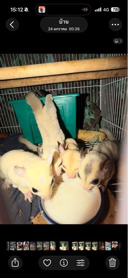 ชูก้า ไกรเดอร์