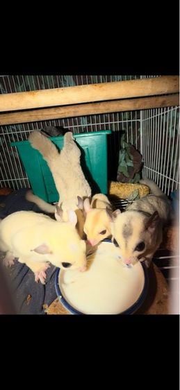 ชูก้า ไกรเดอร์ รูปที่ 4