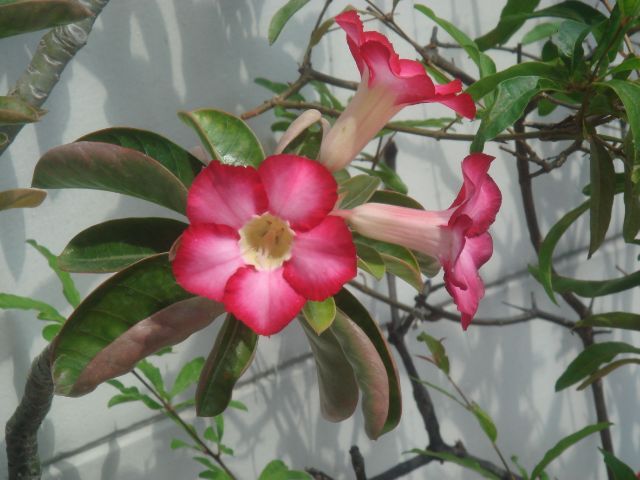 กล้องคอมแพ็ค SONY Cybershot DSC T 50 สีแดง มือสอง  รูปที่ 12