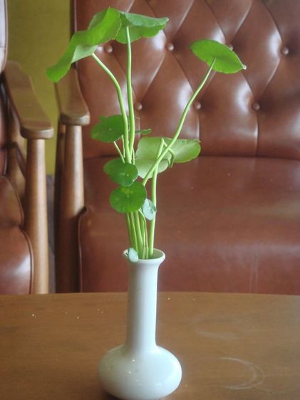 กล้องคอมแพ็ค SONY Cybershot DSC T 50 สีแดง มือสอง  รูปที่ 15