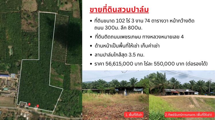 ที่ดินสวนปาล์ม 102 ไร่ 3 งาน 74 ตารางวา อ.กะเปอร์ จังหวัดระนอง