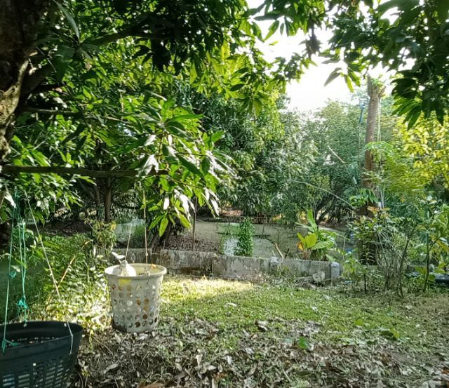 ขายสวนมะม่วงพร้อมบ้านสามารถเข้าอาศัยได้เลย