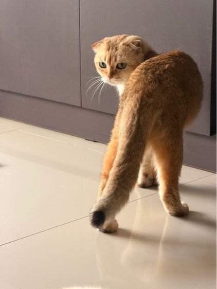 แมงบริติช รูปที่ 2