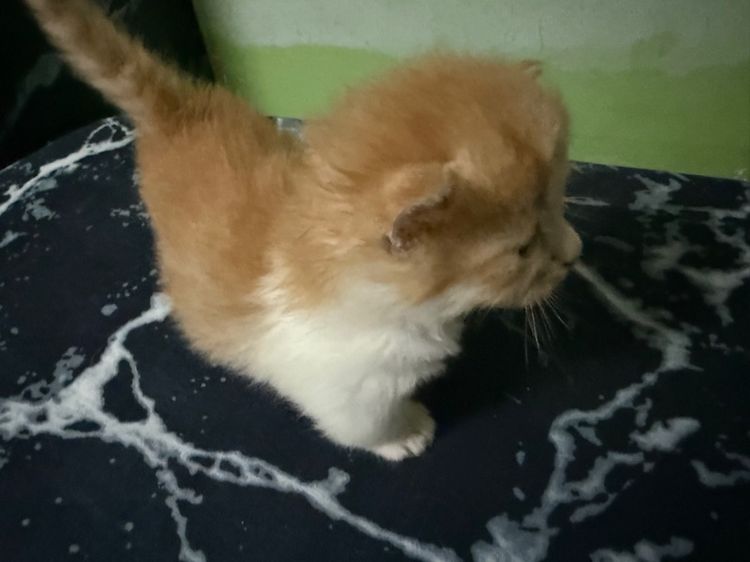 น้องแมวพันธุ์มันช์กิ้นขาสั้น เปิดให้จอง รูปที่ 12