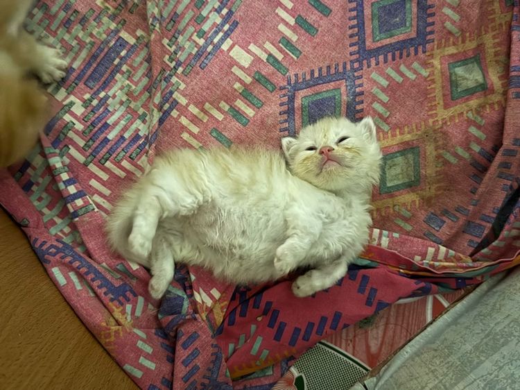 น้องแมวพันธุ์มันช์กิ้นขาสั้น เปิดให้จอง รูปที่ 3